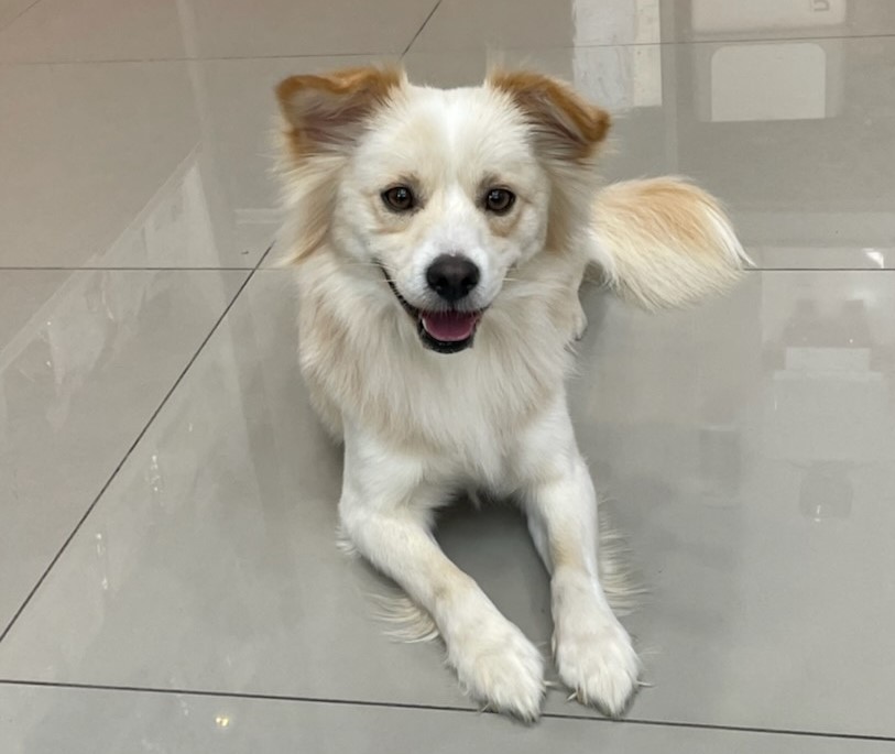 강릉시 동물사랑센터_442420202300104